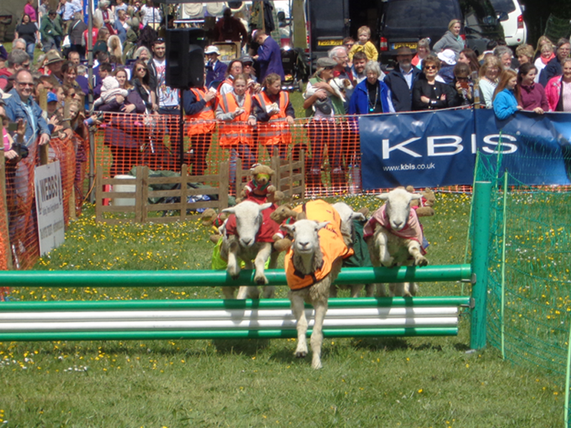 OBH Lamb National